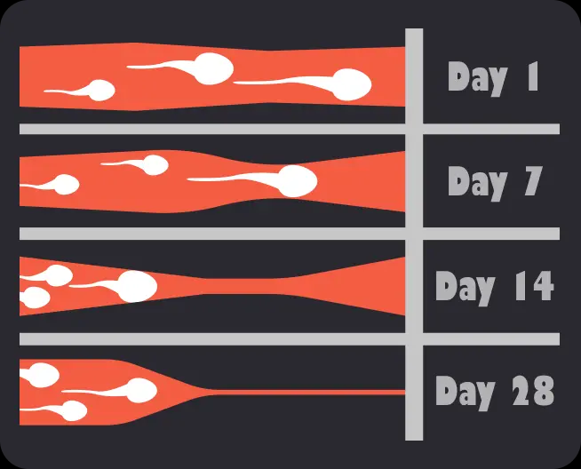 CONTROL KEGEL 14 DIAS